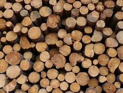 Deforestation Lumber Industry Stock Footage