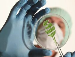 Genetic Research - Biotechnology Stock Footage