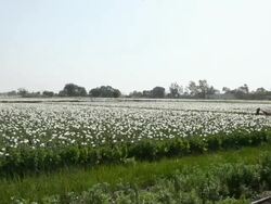 WS Poppy plantation / Rajasthan, India Stock Footage