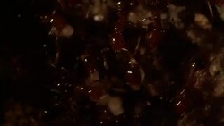 Ants scurry and fight over eggs in their nest. Stock Footage