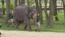 UK Queen opens elephant care centre Instructional Video