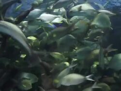 Aquanaut feeding fish in aquarium. Stock Footage