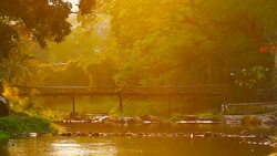 Dog walking on the bridge Stock Footage