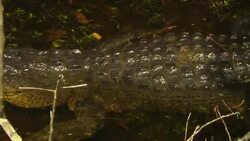 An alligator lurks in a swamp. Stock Footage