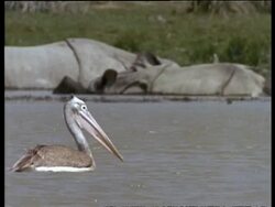 MS Pelican swimming through water, foraging, Rhinoceros in background, India Stock Footage