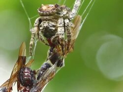 Spider Stock Footage