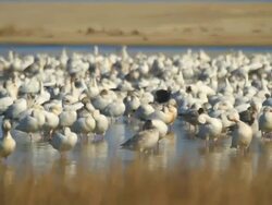 Snow geese Stock Footage