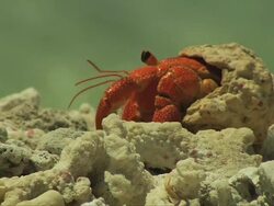 CU Strawberry Hermit crab in shell moving along over rocky terrain / South Africa  Stock Footage