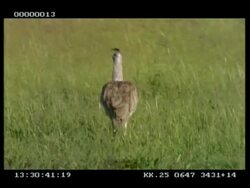 Kori bustard walking thru long grass, Carmine bee-eater lands on his back, walking away from camera Stock Footage