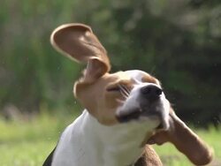 CU TS SLO MO Shot of Beagle dog, young Shaking its Head / Calvados, Normandy, France Stock Footage
