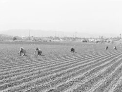 Agricultural workers tending large field Stock Footage