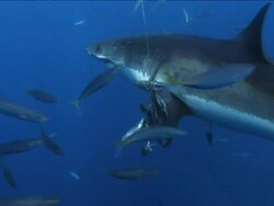 Wide Shot pan-left - A great white shark swims past smaller fish, then snatches bait on a line. Stock Footage