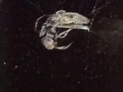 Spider capturing a moth in its web Stock Footage