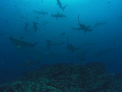 Hammerhead, Costa Rica, Pacific Ocean  Stock Footage