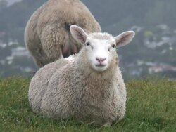 HD: Sheep &amp; Lamb Stares At Camera And Chews, Eats Stock Footage