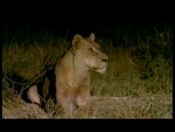 MS African Lion (Panthera leo) lying alert in grass, Botswana Stock Footage