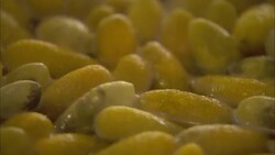 Silk cocoons boil in a kettle as a machine pulls the delicate threads. Stock Footage