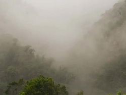 Misty cloudforest in the foothills of the Andes in Cordillera de los Guacamayos, Ecuador Stock Footage