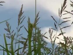 HD 1080i Grass blowing in West Texas Breeze 4 Stock Footage