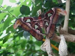 CU Giant atlas moth, Attacus atlas, on tree / Victoria, British Columbia, Canada Stock Footage