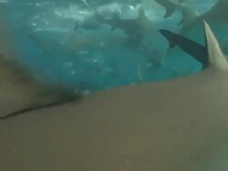 Medium Long Shot hand-held - A school of fish and sharks swarm around a chunk of meat dangling from a rope in the ocean. Stock Footage