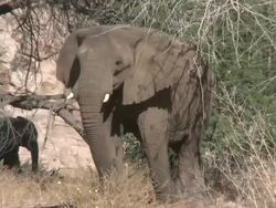 Desert Elephants (Loxodonta africana), Ugab River Basin, Namibia: desert-dwelling population of African Bush Elephant though not distinct subspecies Stock Footage