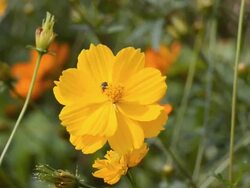 Cosmos flower with a bee. Stock Footage