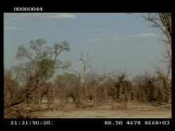 African Elephant, Loxodonta africana, group walking away through bare bushes, MS, Botswana Stock Footage