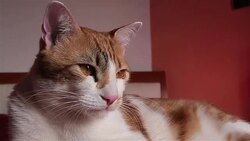 domestic cat enjoy on bad at home Stock Footage
