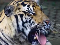 Tiger snarl Stock Footage