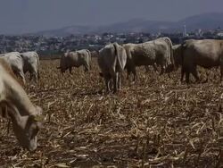 herd of cows eating in corn field Stock Footage