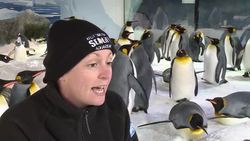 Antarctic penguins putting on a show in New Zealand News Clip