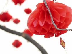 LA LS CU Chinese Lantern Festival celebrations on tree/xian,shaanxi,china Stock Footage