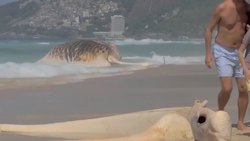 Dead humpback whale washes up on Rio's beach Instructional Video