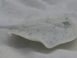MS TS Shot of Cortez Round Stingray on sandy bottom / Playa del Carmen, Isla Mujeres, Mexico Stock Footage