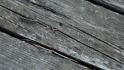 Caterpillar crawls on the wooden surface Stock Footage