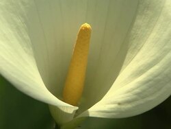 calla nel fosso Stock Footage