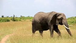 Very Dangerous Condition at Wildlife with Mother and baby elephant Stock Footage