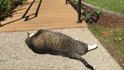 Fat Cat Greets Guests at New Hampshire Hotel Instructional Video