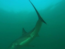 White shark, South Africa, Gansbaai  Stock Footage