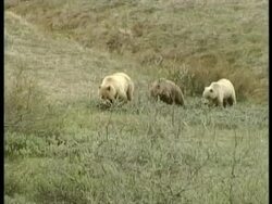 WA Grizzly Bear, Ursus arctos horribilis, and two large cubs, on hillside, Arctic Circle Stock Footage