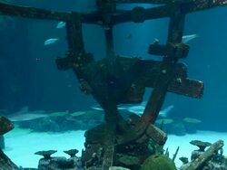 TIME LAPSE: Shark Reef Aquarium At Mandalay Bay Time Lapses Stock Footage