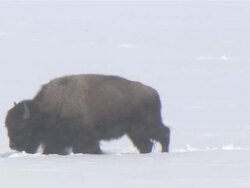 MS  Bison walking through snow on snowy day / Yellowstone National Park, Wyoming, USA Stock Footage
