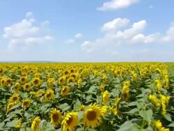 sunflowers field Stock Footage