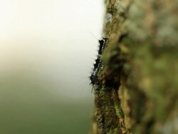 Caterpillar Stock Footage