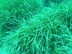 Seaweed underwater Stock Footage