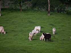 MS PAN White female cows feeding in  pasture and male black cow pushes female cow over with head / Cobano, Puntarenas, Costa Rica Stock Footage