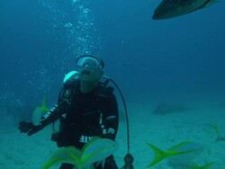 MS SLO MO Shot of Grouper catching fake fish from mouth of male diver underwater / Key Large, Florida, United States Stock Footage