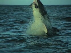 Shark Breach Stock Footage