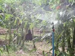 Sprinkler in bamboo garden Stock Footage